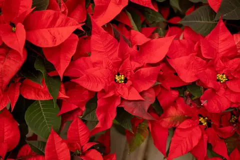 Christmas House Plants