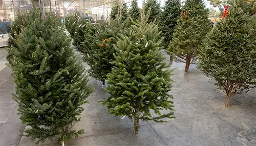 Real Trees and Wreaths & Fresh Greens